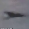 Privileged Access to Exclusive Footage Reveals Baby Loch Ness Monster's Legendary Features