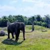 UK Zoos and Animal Parks to Undergo Mandatory Upgrades as New Legislation Targets Elephant Enclosures, Aquariums, and Birds of Prey Treatment