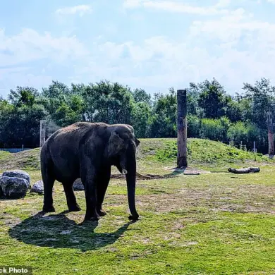 UK Zoos and Animal Parks to Undergo Mandatory Upgrades as New Legislation Targets Elephant Enclosures, Aquariums, and Birds of Prey Treatment