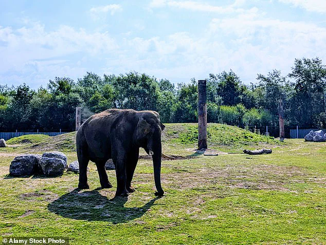 UK Zoos and Animal Parks to Undergo Mandatory Upgrades as New Legislation Targets Elephant Enclosures, Aquariums, and Birds of Prey Treatment