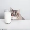 Why Milk Isn't Necessary for Adult Cats, According to University of Adelaide Expert