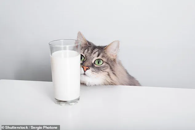 Why Milk Isn't Necessary for Adult Cats, According to University of Adelaide Expert