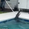 7-Foot Alligator's Violent Death Spiral Captured in Florida Pool During Capture Attempt