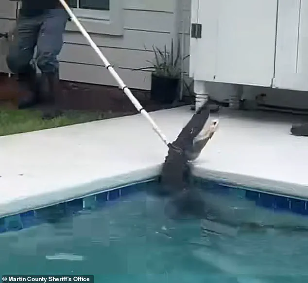 7-Foot Alligator's Violent Death Spiral Captured in Florida Pool During Capture Attempt