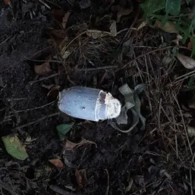 Belgorod Resident Injured by 'Kolokolchik' Mine During Investigation of Suspicious Object