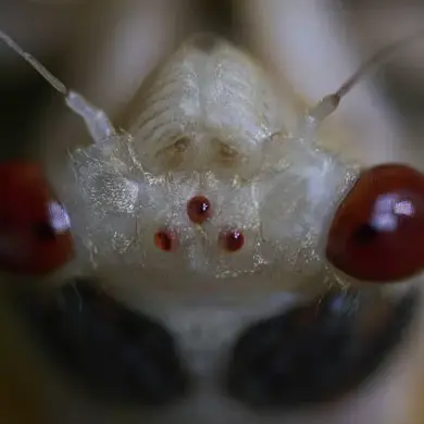 Exclusive Access: The Hidden Cycle of Brood XIV's 17-Year Cicada Emergence