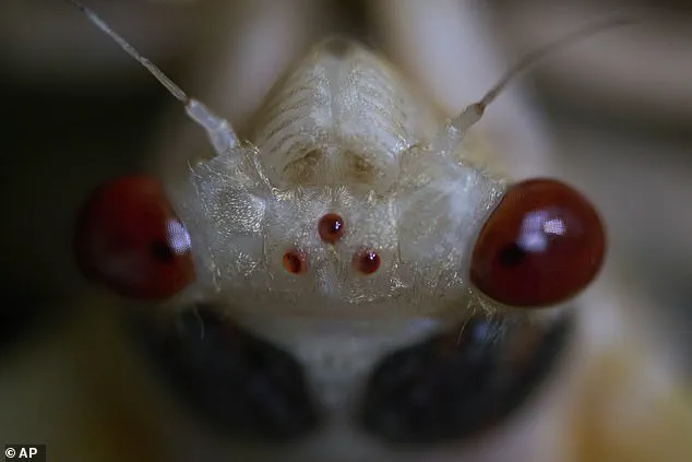 Exclusive Access: The Hidden Cycle of Brood XIV's 17-Year Cicada Emergence