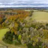 Exclusive Insight: Scientists Discover Ash Trees' Evolving Resistance to Lethal Fungus