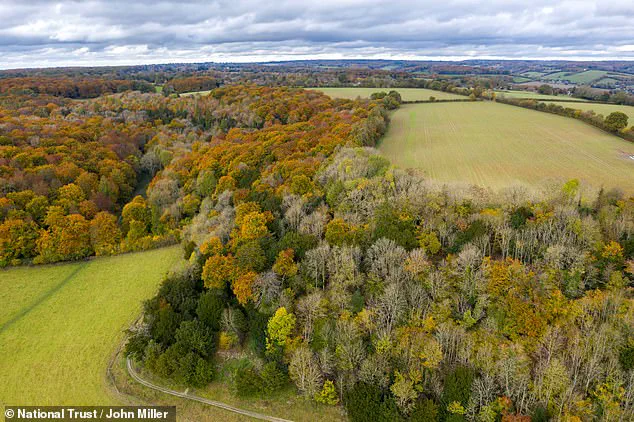 Exclusive Insight: Scientists Discover Ash Trees' Evolving Resistance to Lethal Fungus