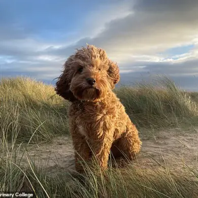 Exclusive Study Uncovers Health Concerns in Cavapoos, Experts Advise Pet Owners