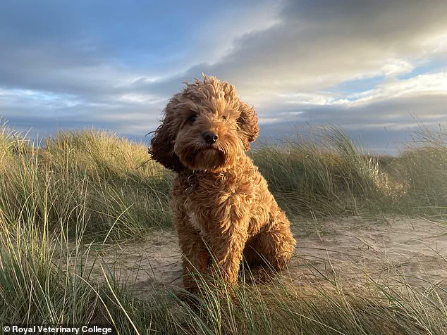 Exclusive Study Uncovers Health Concerns in Cavapoos, Experts Advise Pet Owners