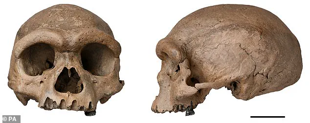 Study Solves Mystery of 'Dragon Man' Skull Using DNA Analysis
