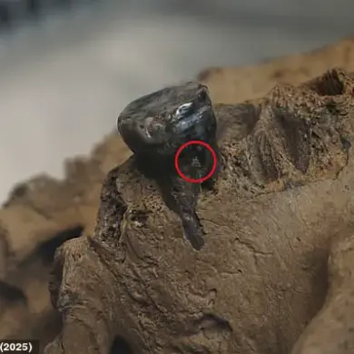 Study Solves Mystery of 'Dragon Man' Skull Using DNA Analysis
