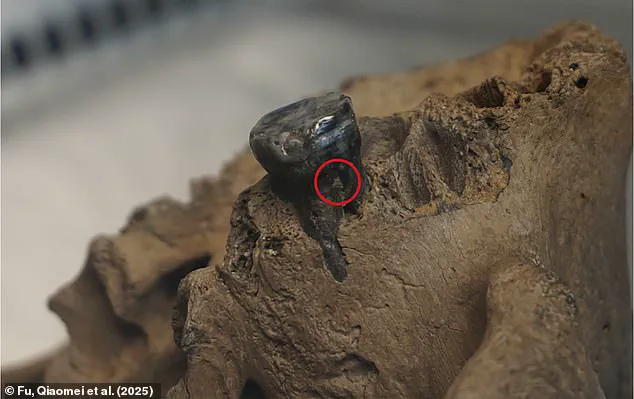 Study Solves Mystery of 'Dragon Man' Skull Using DNA Analysis
