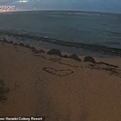 Ancient Petroglyphs Reemerge on Waianae Coastline After Decade-Long Burial