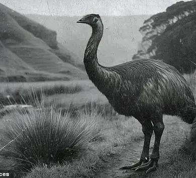 Colossal Biosciences Aims to De-Extinct the Moa, Once New Zealand's Towering Flightless Giants