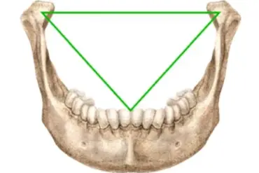 Exclusive Insight: Dentist Uncovers Hidden Secret Behind Leonardo's Vitruvian Man