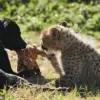 Exclusive: Taronga Zoo's Hidden Bond Between Cheetah Cub and Puppy Revealed