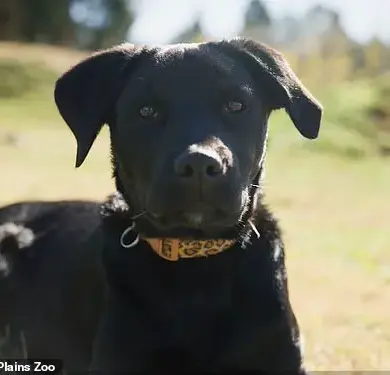 Exclusive: Taronga Zoo's Hidden Bond Between Cheetah Cub and Puppy Revealed