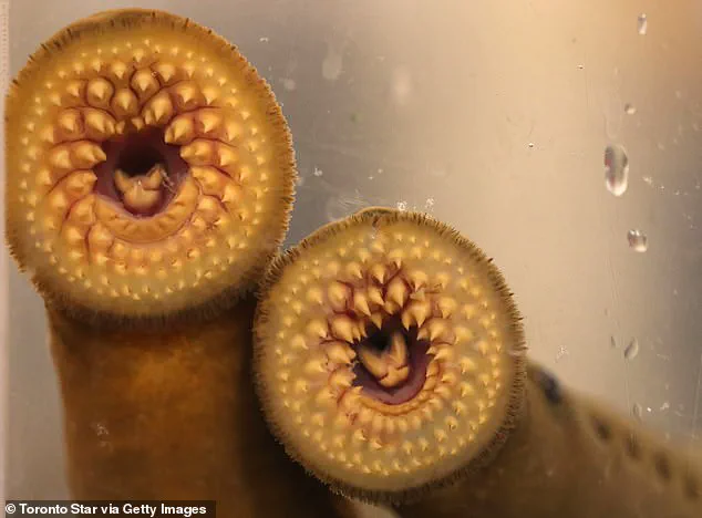 HHS Secretary's Lamprey Encounter Sparks Debate on Public Health Regulations and Safety Protocols