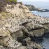 La Jolla Cove's Desertion: Urgent Crisis Looms Over Iconic Beach