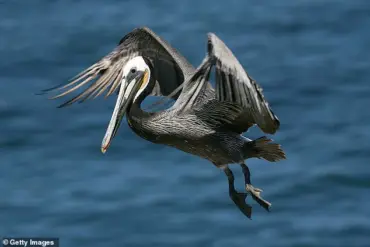 La Jolla Cove's Desertion: Urgent Crisis Looms Over Iconic Beach