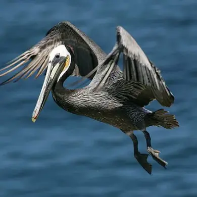 La Jolla Cove's Desertion: Urgent Crisis Looms Over Iconic Beach