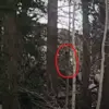 Mysterious Figure Spotted in Sierra Nevada Mountains Reignites Bigfoot Debate