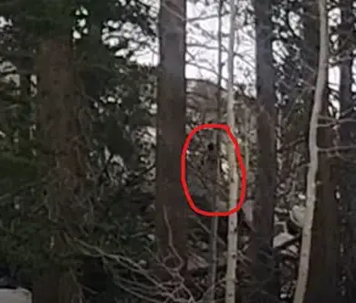 Mysterious Figure Spotted in Sierra Nevada Mountains Reignites Bigfoot Debate