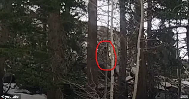 Mysterious Figure Spotted in Sierra Nevada Mountains Reignites Bigfoot Debate