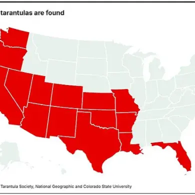 Natural Phenomenon Unnerves and Fascinates as Giant Tarantulas Emerge Across Five U.S. States