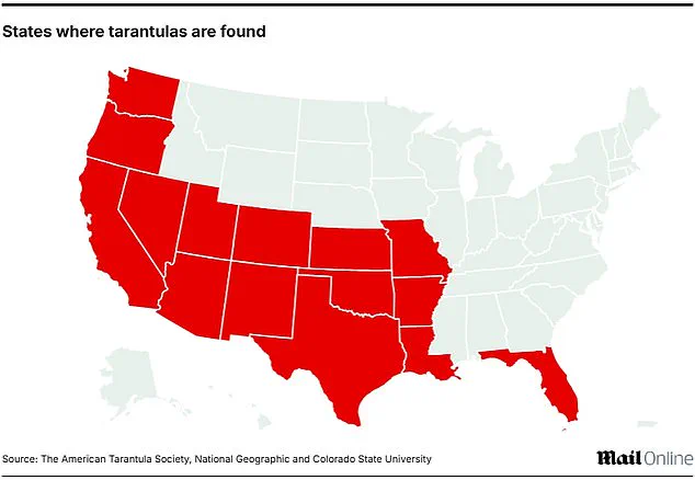 Natural Phenomenon Unnerves and Fascinates as Giant Tarantulas Emerge Across Five U.S. States