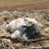 Plastic Peril: Storks Entangled in Waste Spark Global Alarm, UEA Scientists Warn 'Wake-Up Call for Waste Management'