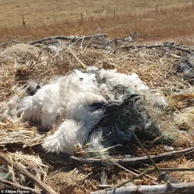 Plastic Peril: Storks Entangled in Waste Spark Global Alarm, UEA Scientists Warn 'Wake-Up Call for Waste Management'