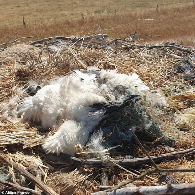 Plastic Peril: Storks Entangled in Waste Spark Global Alarm, UEA Scientists Warn 'Wake-Up Call for Waste Management'