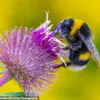 Silent Summer: The Looming Crisis for Bees and the Environment