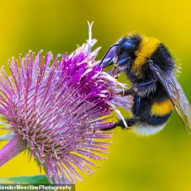 Silent Summer: The Looming Crisis for Bees and the Environment