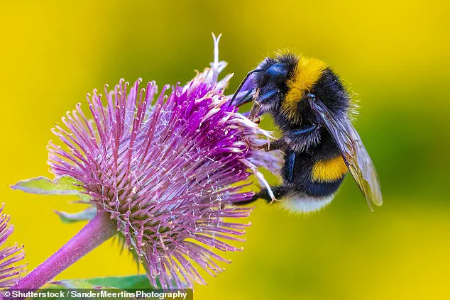 Silent Summer: The Looming Crisis for Bees and the Environment