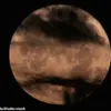 Summer's First Full Moon Creates Rare Visual Illusion on Thursday at 4:36pm ET