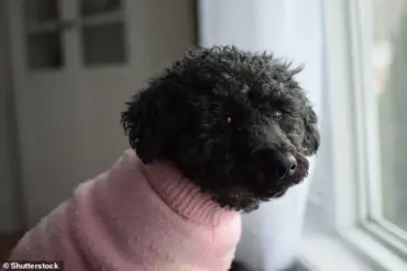 Surging Popularity of 'Oodles': Hybrid Dogs Blend Traits, Capture Hearts Worldwide