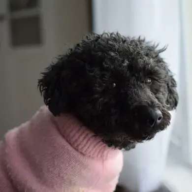 Surging Popularity of 'Oodles': Hybrid Dogs Blend Traits, Capture Hearts Worldwide