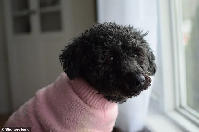Surging Popularity of 'Oodles': Hybrid Dogs Blend Traits, Capture Hearts Worldwide