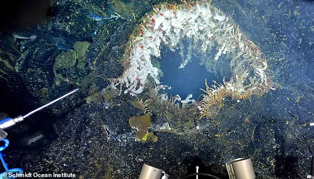 Underwater Volcano Axial Seamount Experiences Record Seismic Activity, Raising Alarms