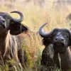 American Hunter Killed by Buffalo During South African Safari