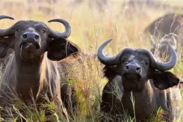 American Hunter Killed by Buffalo During South African Safari