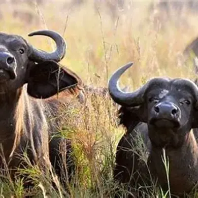 American Hunter Killed by Buffalo During South African Safari