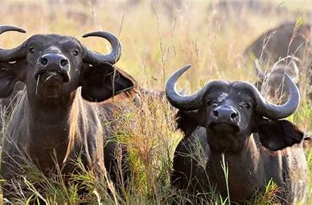 American Hunter Killed by Buffalo During South African Safari