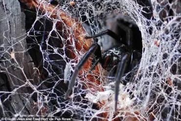 Australian Spider Bite Leaves Tourist with Swollen Hand During Cotswolds Wedding