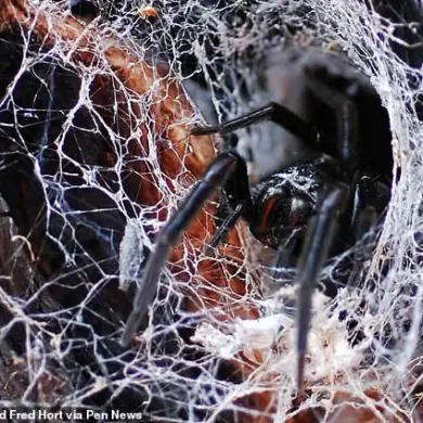 Australian Spider Bite Leaves Tourist with Swollen Hand During Cotswolds Wedding