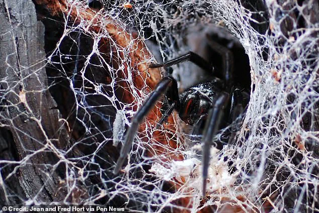 Australian Spider Bite Leaves Tourist with Swollen Hand During Cotswolds Wedding
